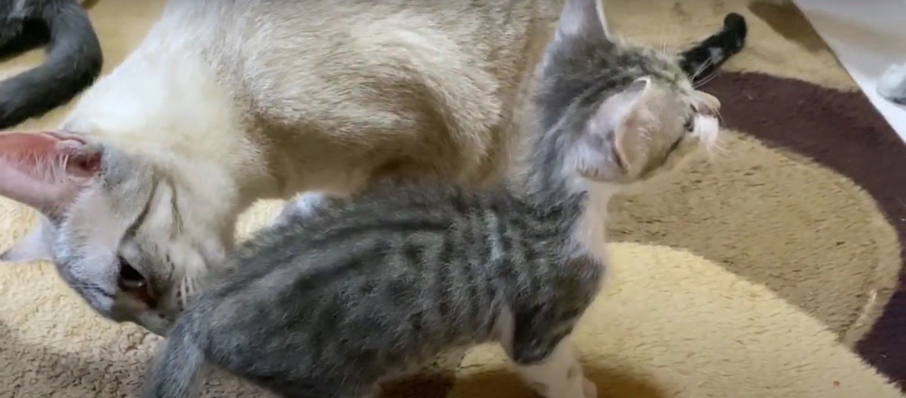 子猫のお尻の匂いを嗅ぐ先住猫