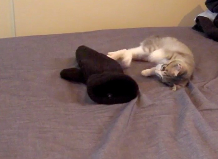 手袋を後ろ足で蹴る子猫