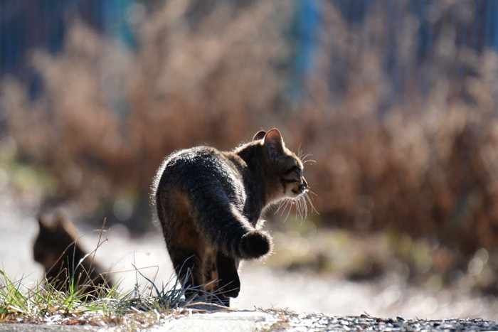 野良猫の後ろ姿