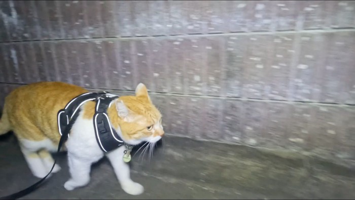 外を散歩する猫