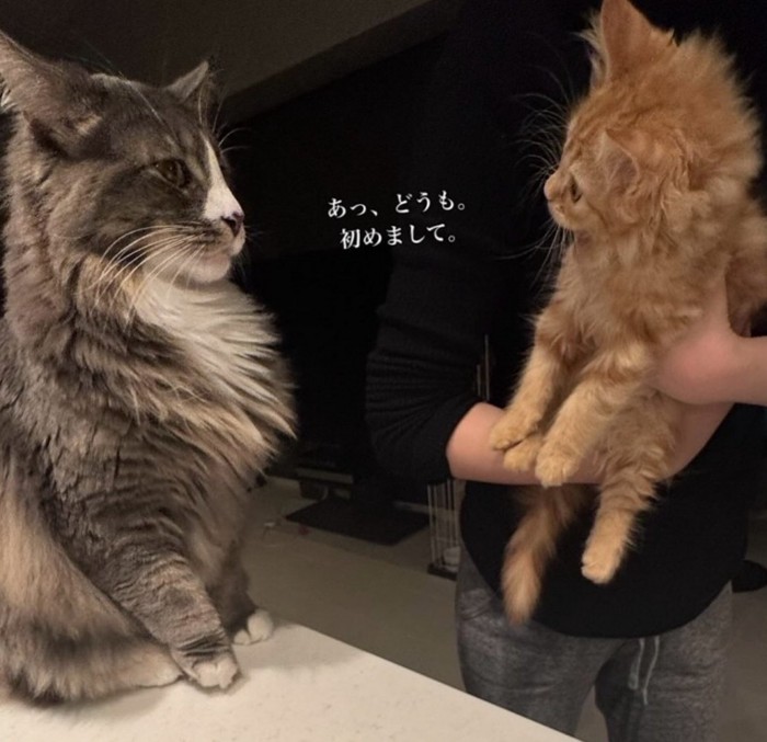 初対面の猫たち