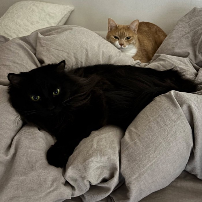 ベッドでくつろぐ茶白猫と黒猫