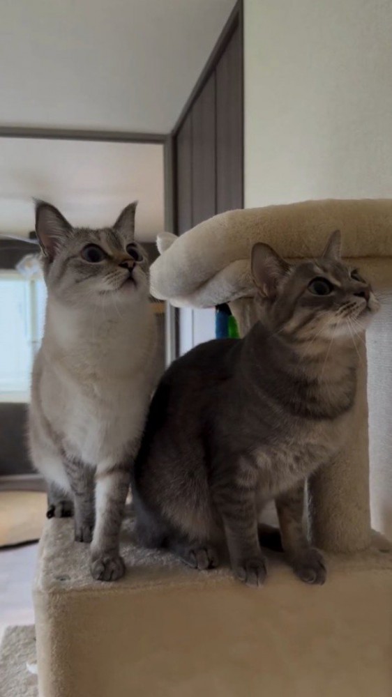 気になるものを目で追う2頭の猫