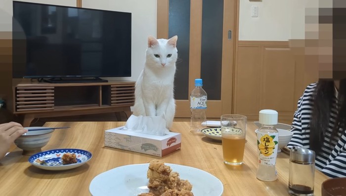 ちょこんと座るシロくん