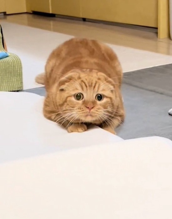 狙いを定める寅くん