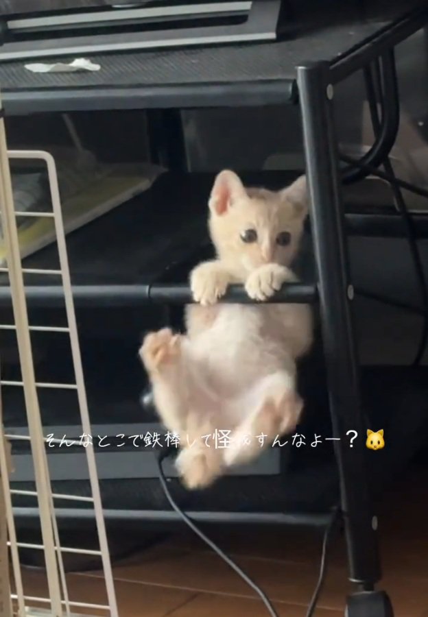手すりに掴まる猫