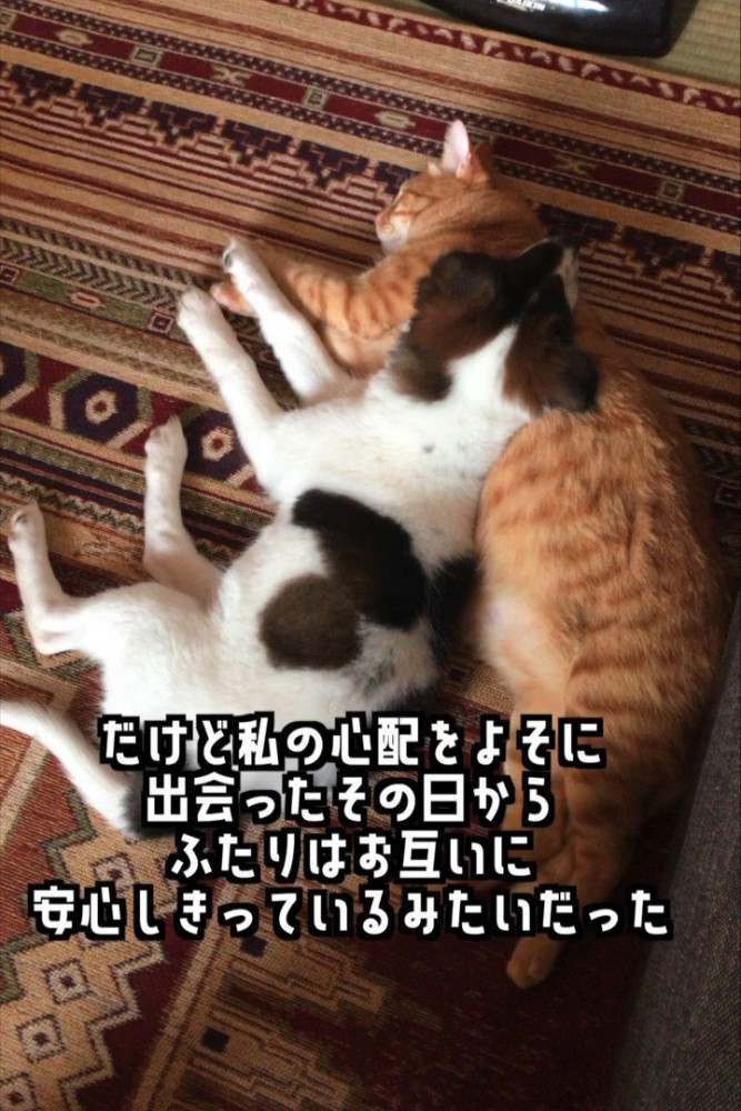 くっついて寝る犬と猫