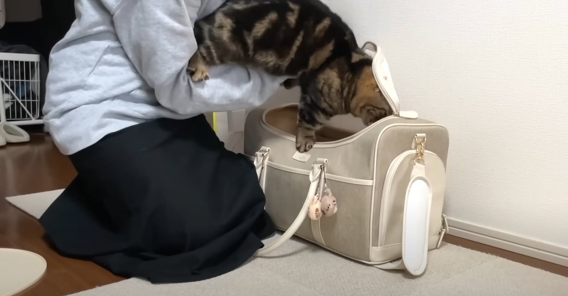キャリーバッグに猫を入れようとする人