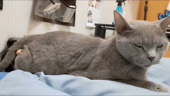 飼い主の顔の上に乗って目を細める猫