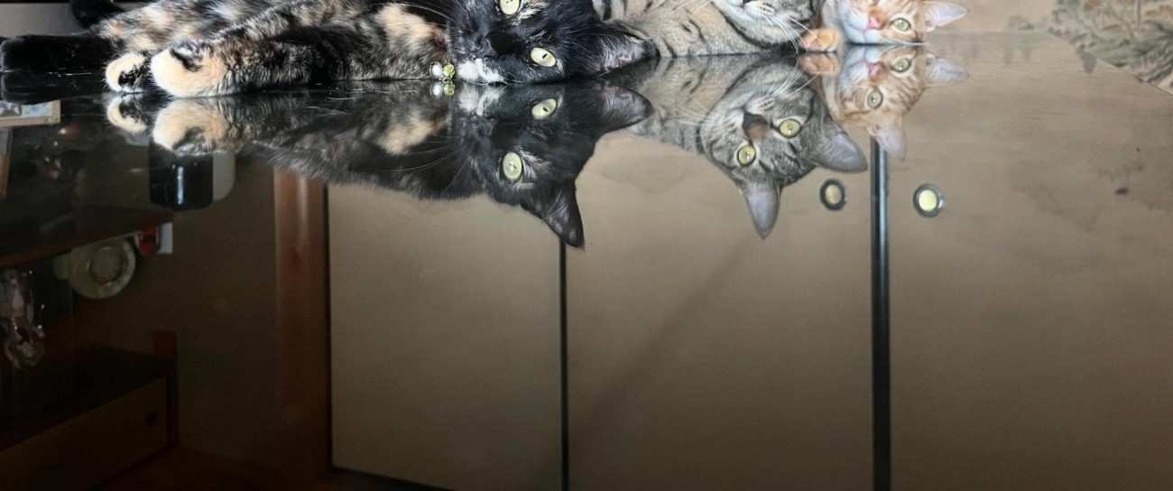 机に反射する猫2