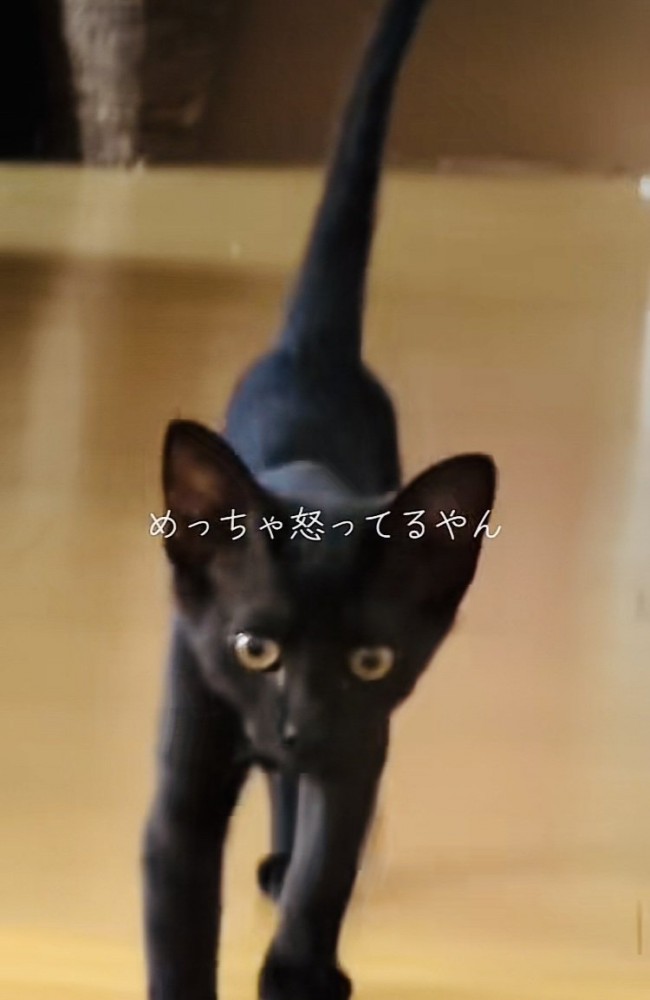 ぬいぐるみが見つからず怒る子猫