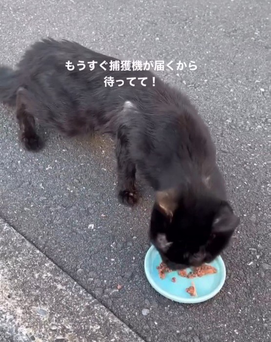 ごはんを食べる猫