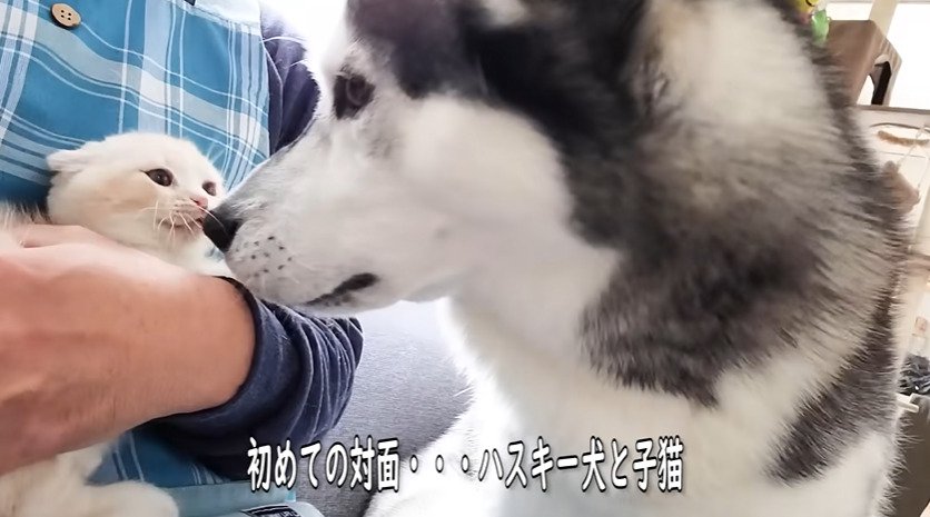 顔を近づける犬と子猫