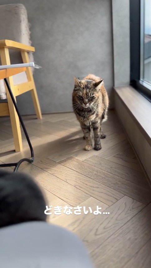 遠くから険しい顔で黒猫とスタッフを見つめる麦わら猫