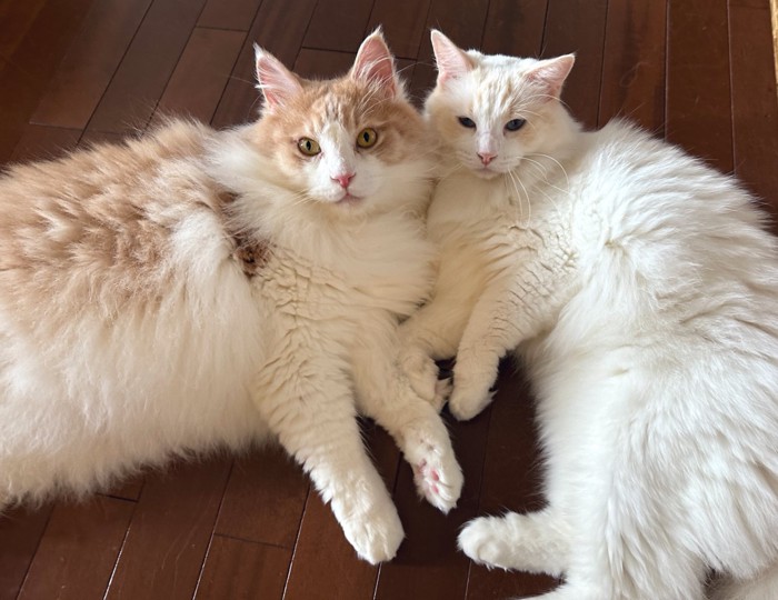 肩を寄せ合うフーゴ君とアズーロ君