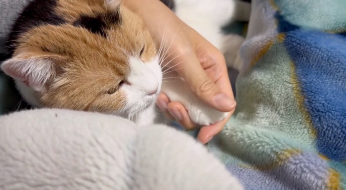 猫の前足を手のひらで包む飼い主