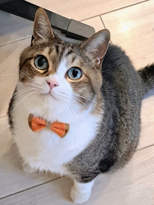 目をまん丸にして飼い主を見上げる猫