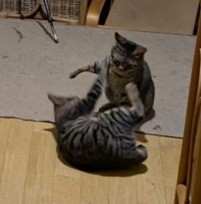 揉める2匹のアップ