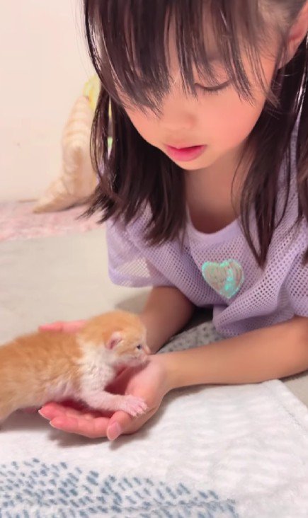 女の子の手にのる子猫