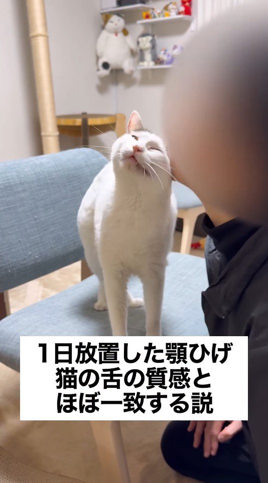 アゴに生えたヒゲで猫の頭を撫でる飼い主