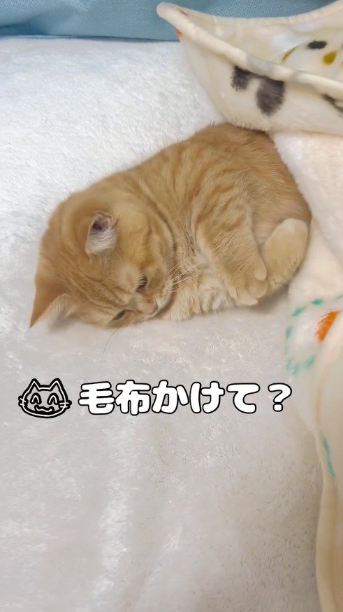 後ろ足を毛布に入れている猫