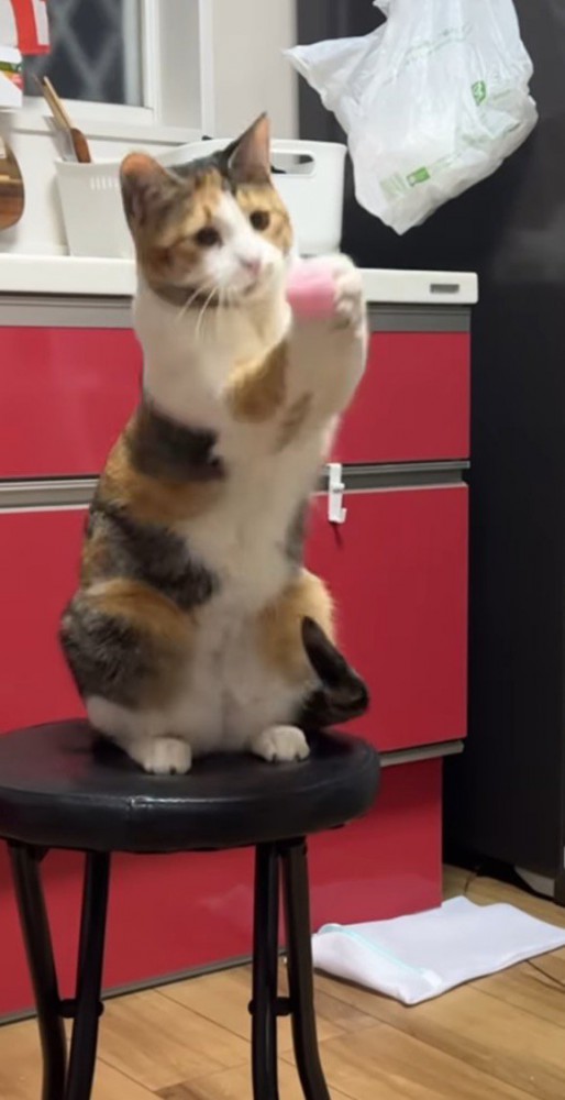 両方の前足でボールを掴む猫