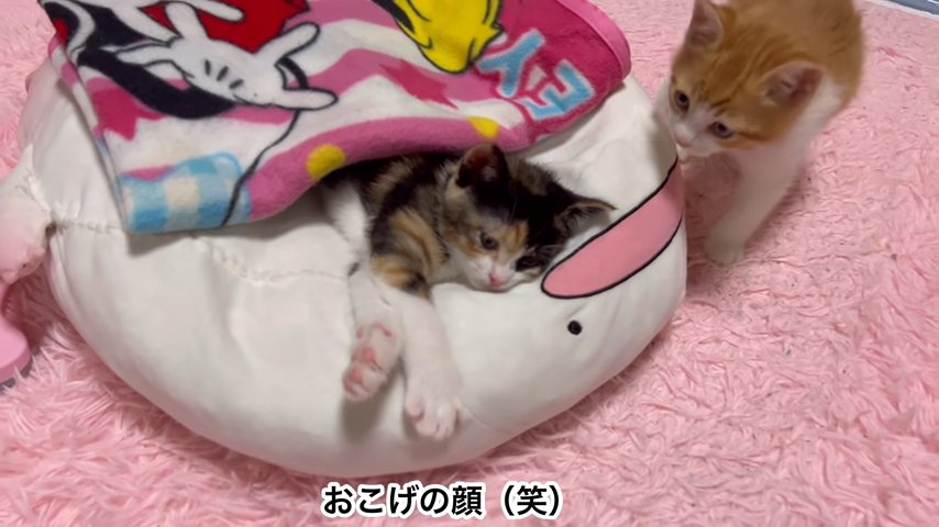 クッションの猫に近付く猫