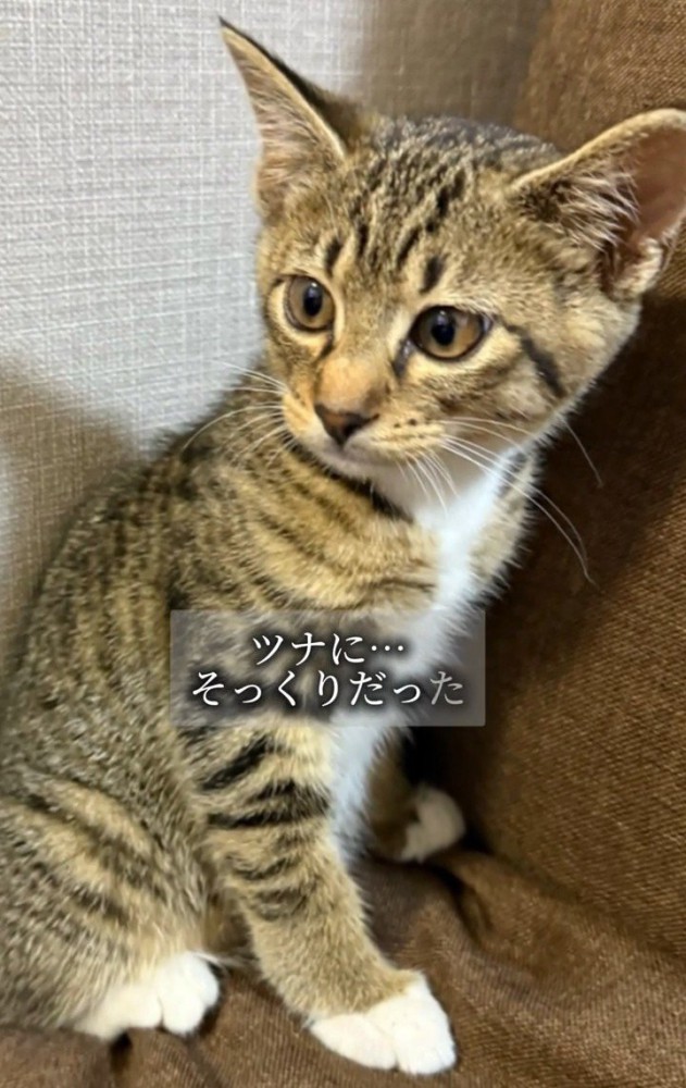 おすわりする子猫