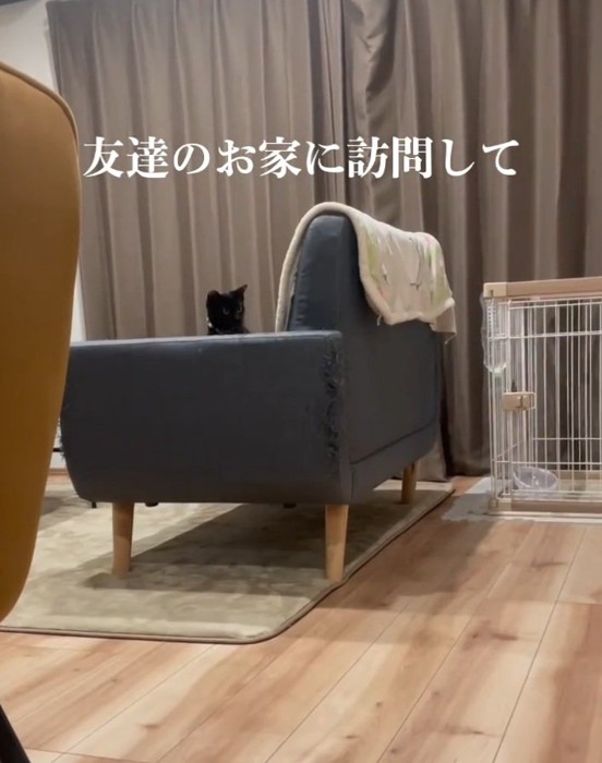 ソファから見つめる黒猫