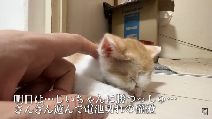飼い主になでてもらう保護子猫