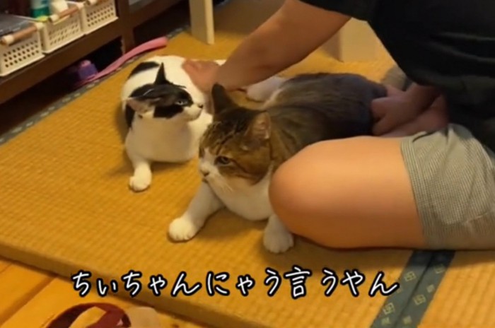 返事をして撫でられる猫