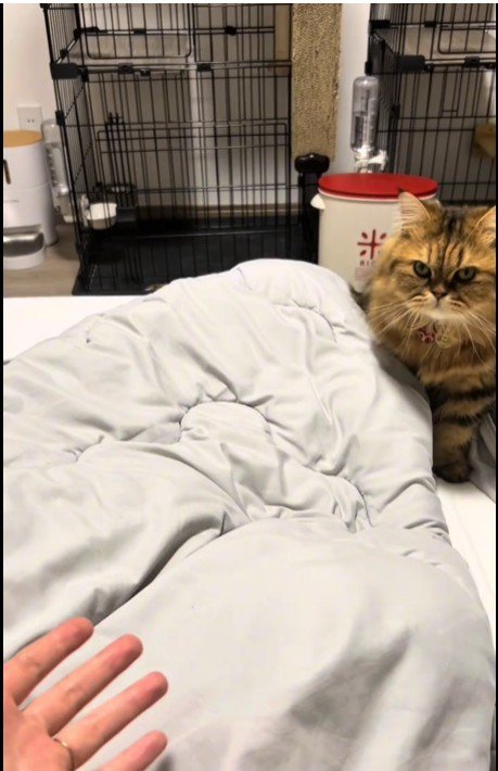 ベッドの上を歩いている猫