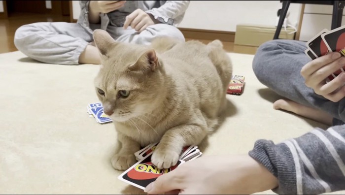 家族が引こうとするカードの上に手を乗せるクリーム色の猫