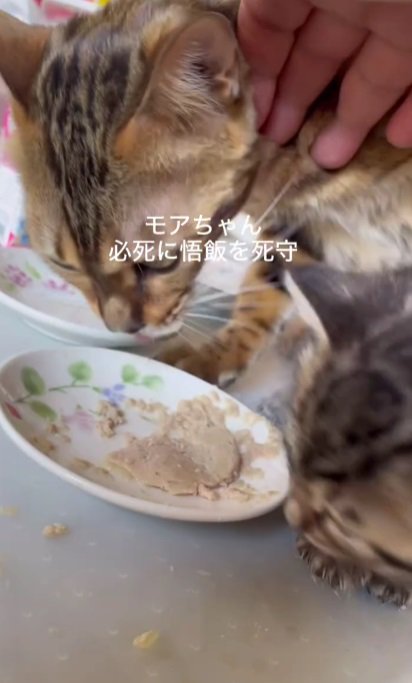 手でどける飼い主さん