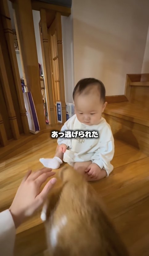 階段を降りていく猫を見つめる赤ちゃん