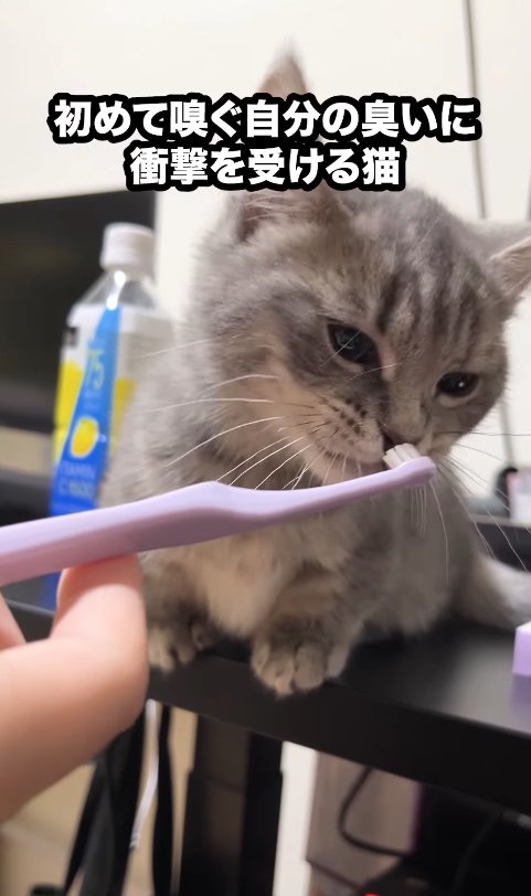 差し出された歯ブラシの匂いを嗅ぐ子猫