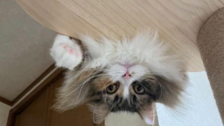 キャットタワーにいる猫