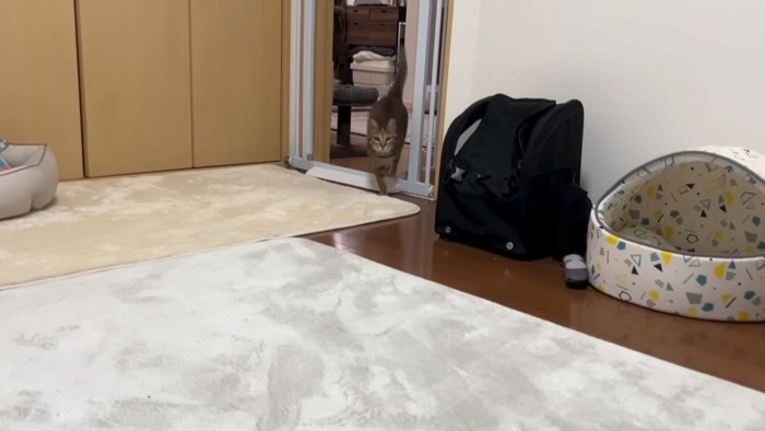 走る猫