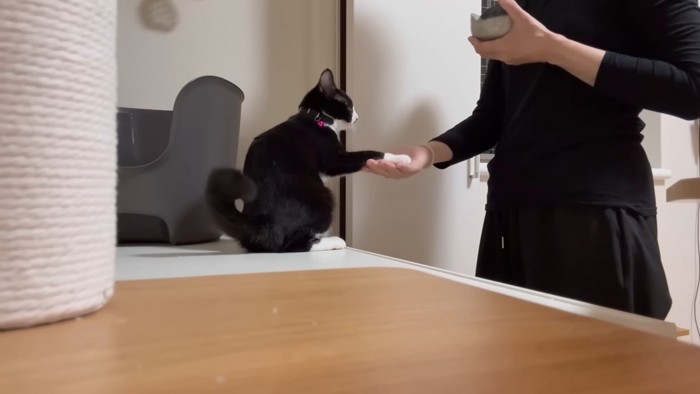お手をする猫