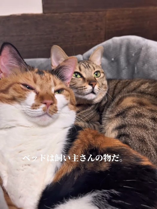 見上げる2匹の猫