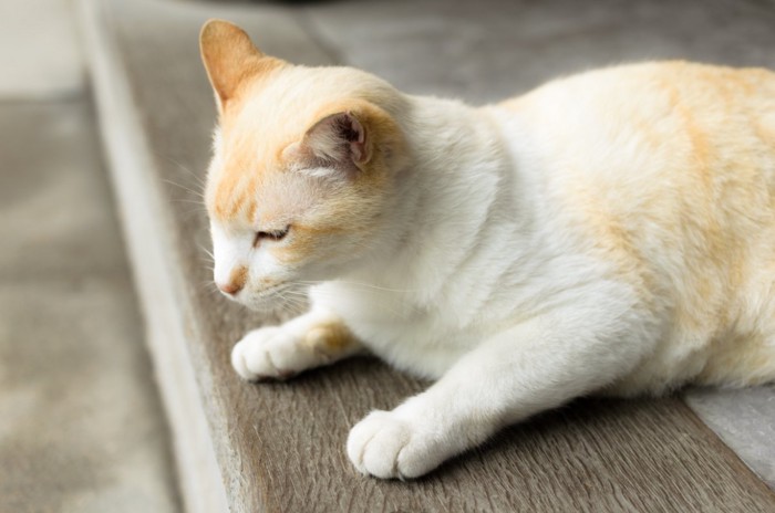 目線をそらす猫