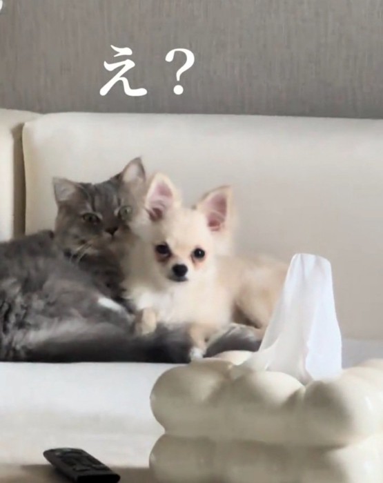 一緒にくつろぐ猫と犬