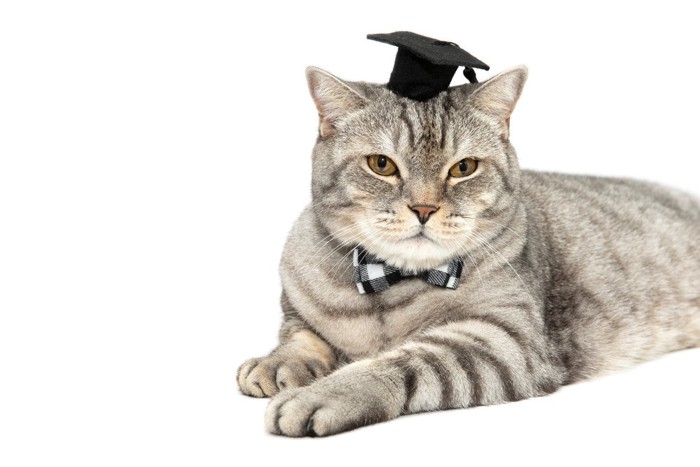 学者の扮装をした猫