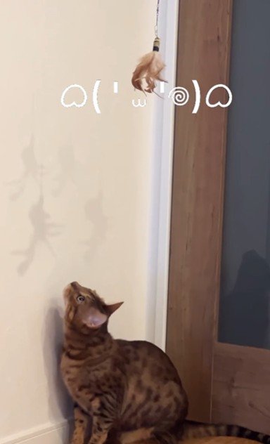 おもちゃで遊んでいる猫