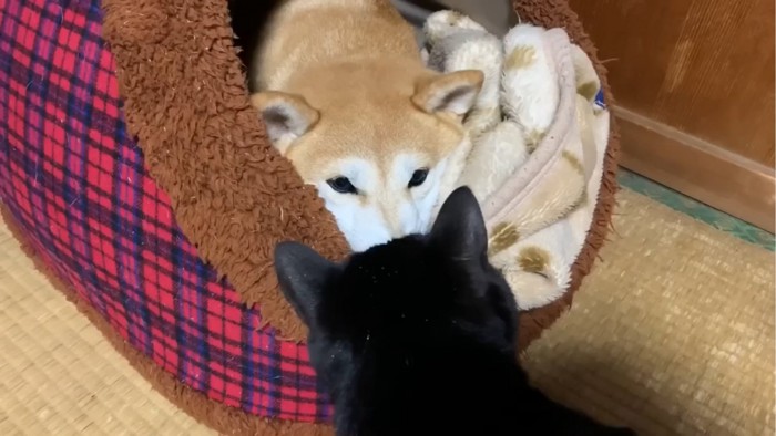 犬を見つめる猫