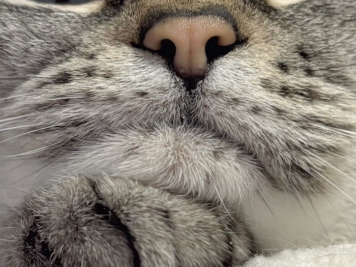猫の口元のアップ
