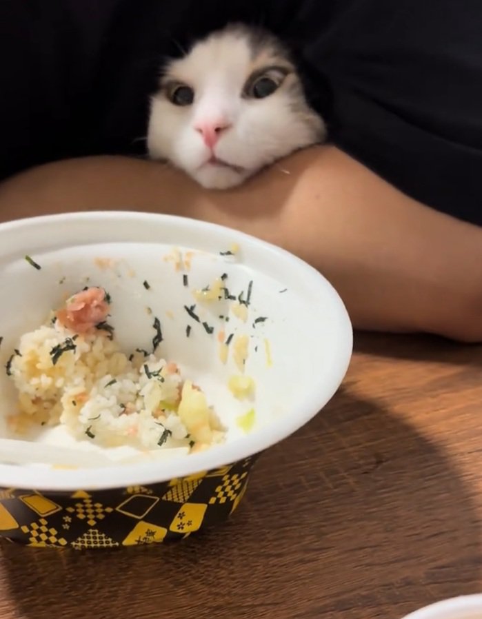 ネギトロを凝視するギンくん