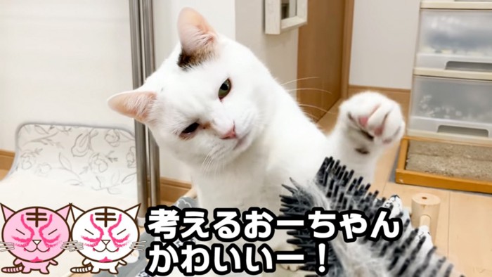 触る猫
