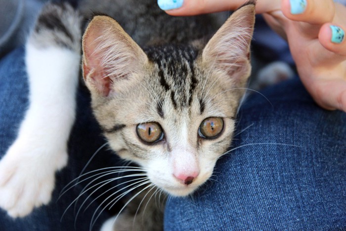 膝の上で遊ぶ猫