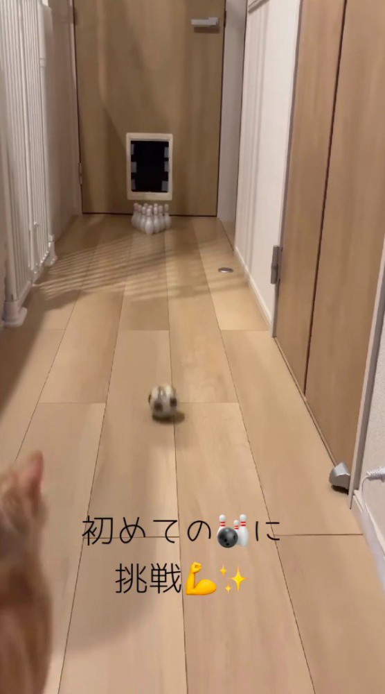 カメラの端に映り込む猫